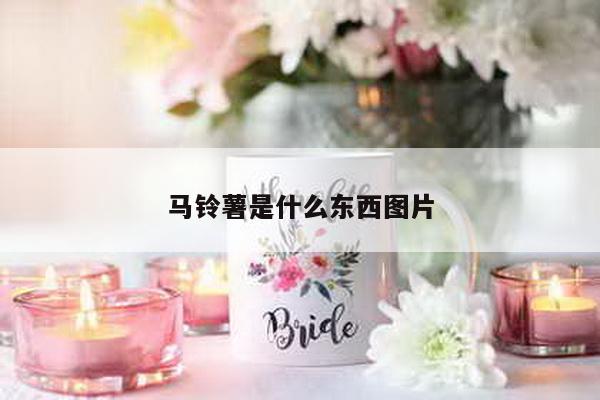 马铃薯是什么东西图片