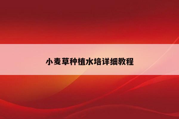小麦草种植水培详细教程