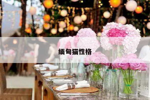 缅甸猫性格