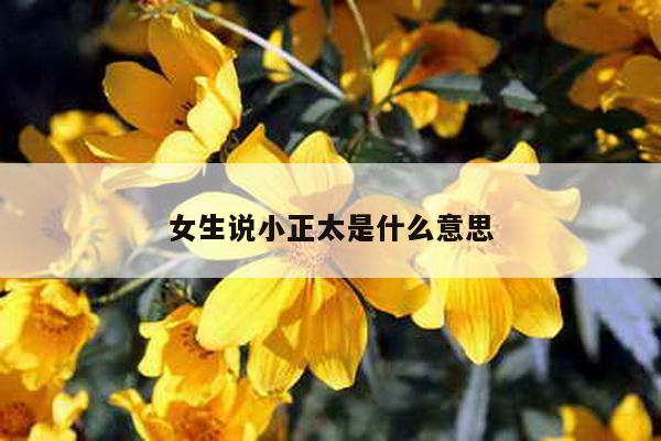 女生说小正太是什么意思
