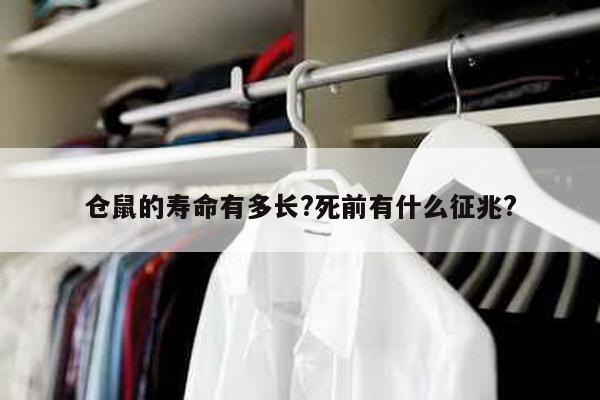 仓鼠的寿命有多长?死前有什么征兆?