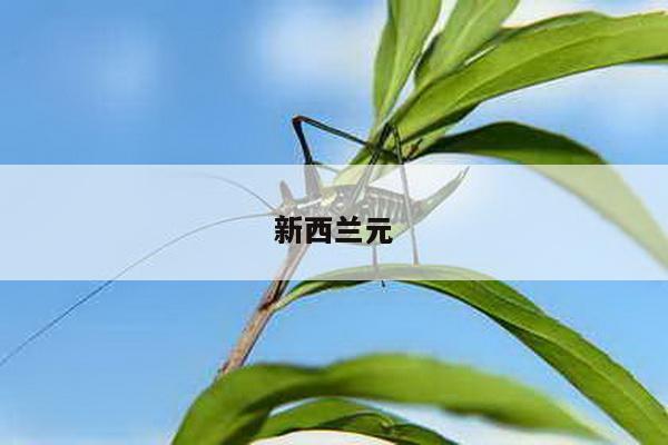 新西兰元