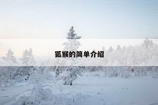 狐猴的简单介绍