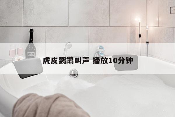 虎皮鹦鹉叫声 播放10分钟