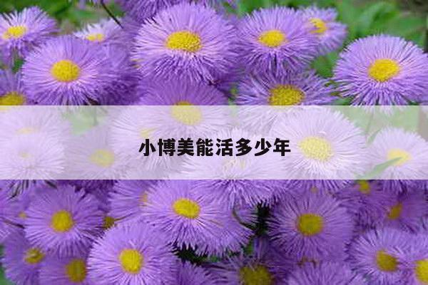 小博美能活多少年