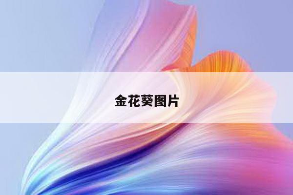 金花葵图片