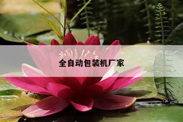 全自动包装机厂家