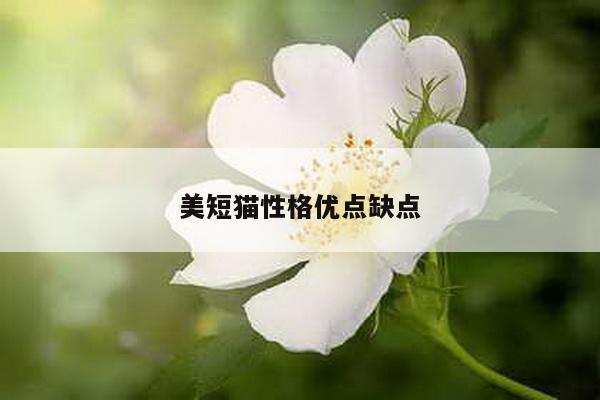 美短猫性格优点缺点