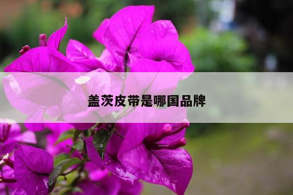 盖茨皮带是哪国品牌