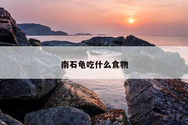 南石龟吃什么食物