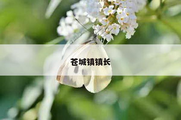 苍城镇镇长