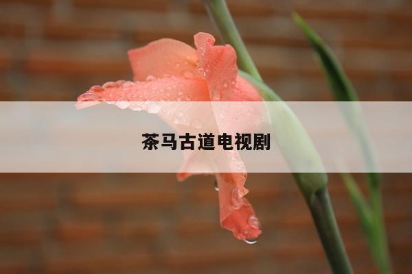 茶马古道电视剧