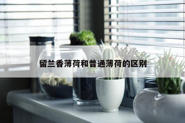 留兰香薄荷和普通薄荷的区别