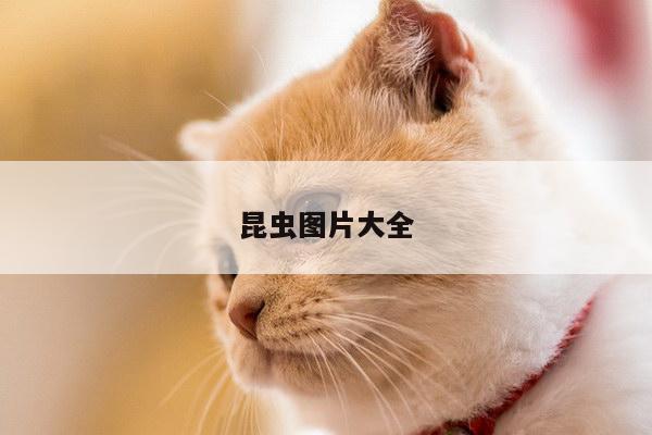 昆虫图片大全