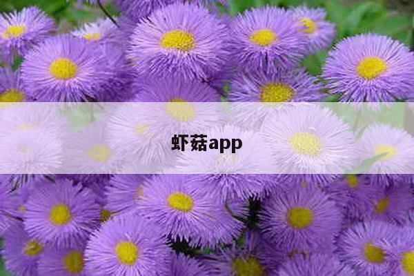 虾菇app