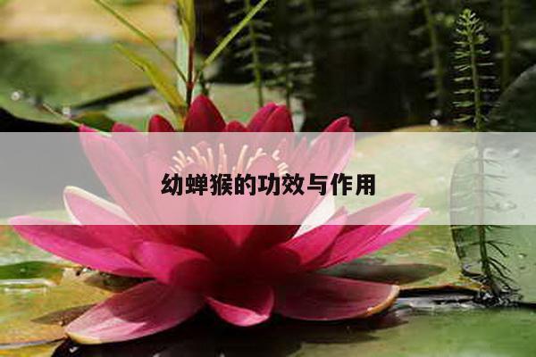 幼蝉猴的功效与作用