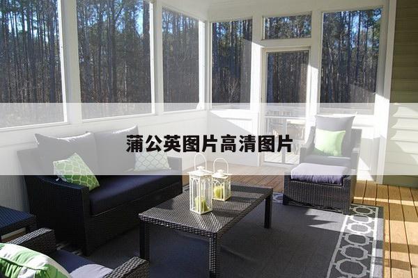 蒲公英图片高清图片