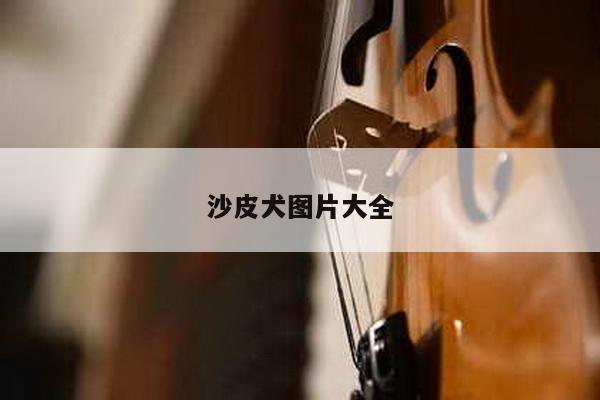沙皮犬图片大全