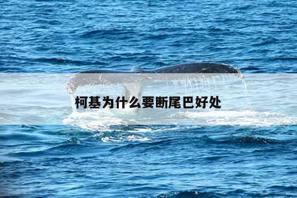 柯基为什么要断尾巴好处
