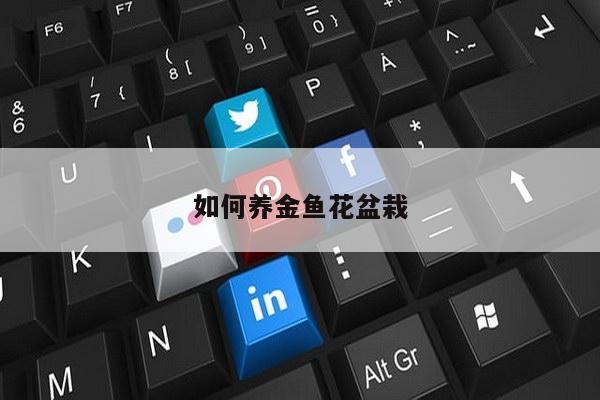 如何养金鱼花盆栽