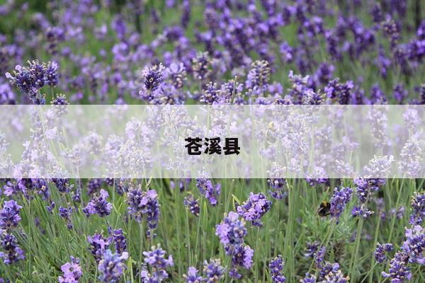 苍溪县