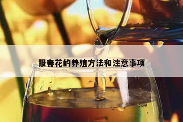 报春花的养殖方法和注意事项