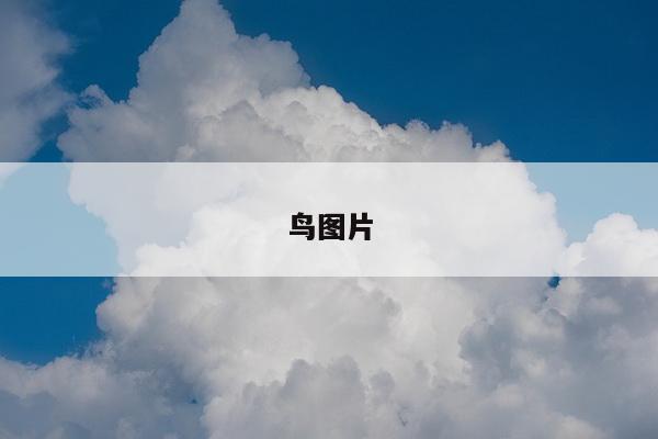 鸟图片
