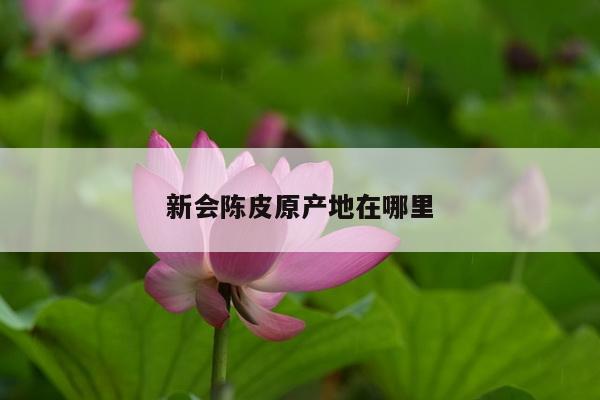 新会陈皮原产地在哪里