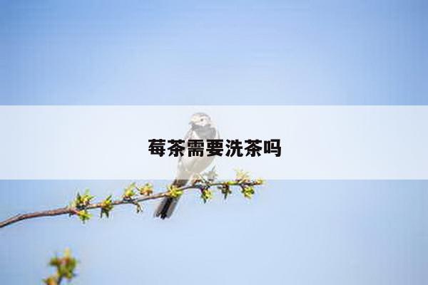 莓茶需要洗茶吗