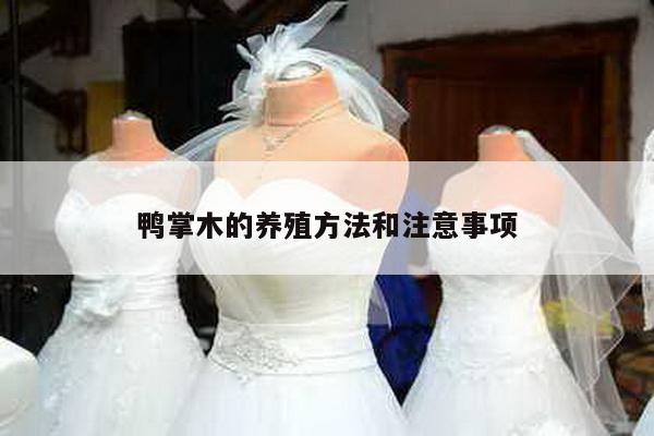 鸭掌木的养殖方法和注意事项