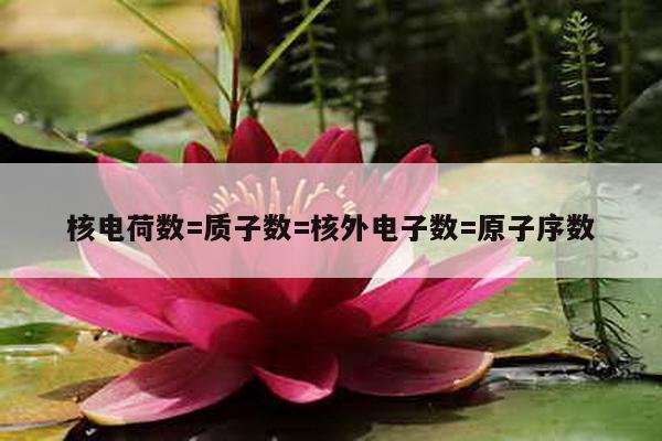 核电荷数=质子数=核外电子数=原子序数