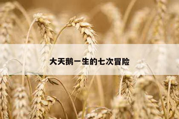 大天鹅一生的七次冒险