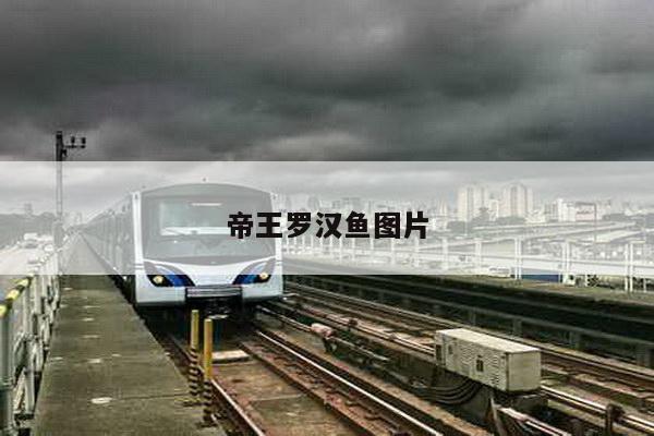 帝王罗汉鱼图片