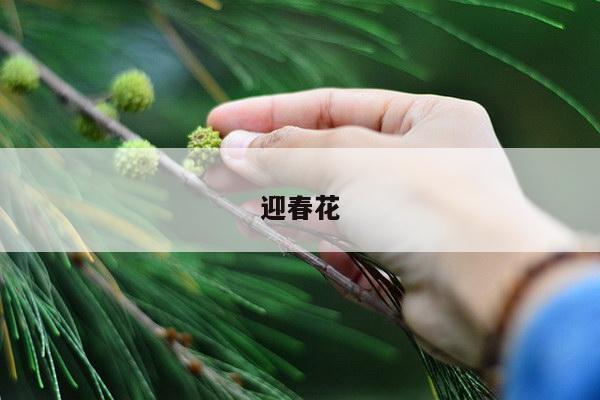 迎春花