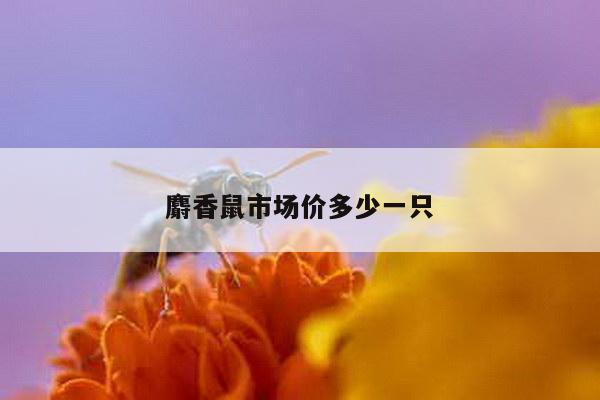 麝香鼠市场价多少一只