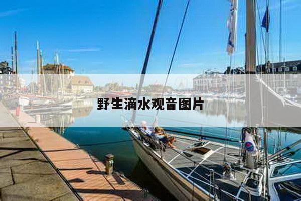 野生滴水观音图片
