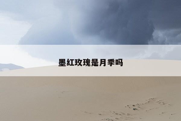 墨红玫瑰是月季吗