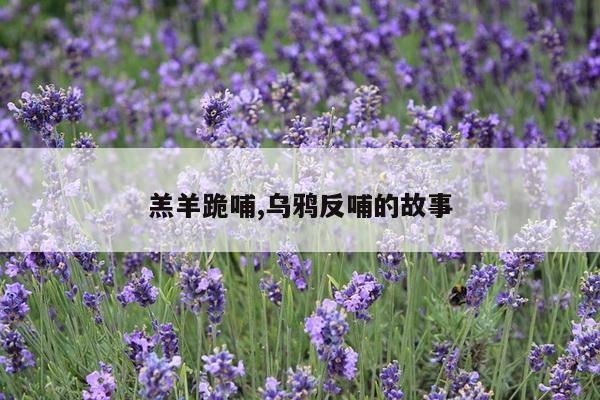 羔羊跪哺,乌鸦反哺的故事
