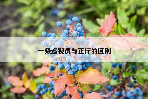 一级巡视员与正厅的区别