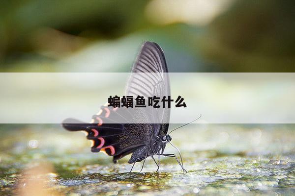 蝙蝠鱼吃什么