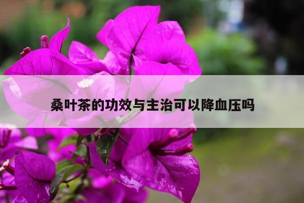 桑叶茶的功效与主治可以降血压吗