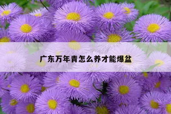 广东万年青怎么养才能爆盆