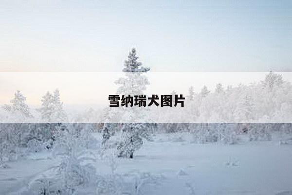 雪纳瑞犬图片