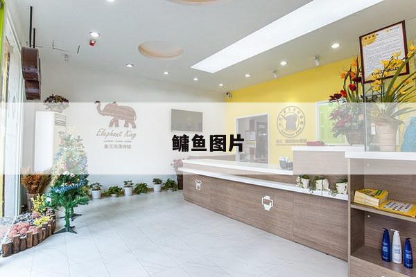 鳙鱼图片