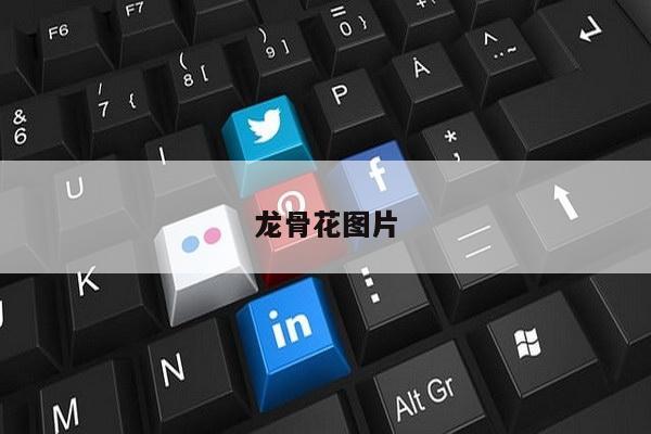 龙骨花图片