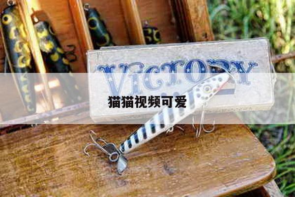 猫猫视频可爱