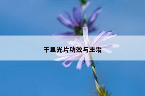 千里光片功效与主治