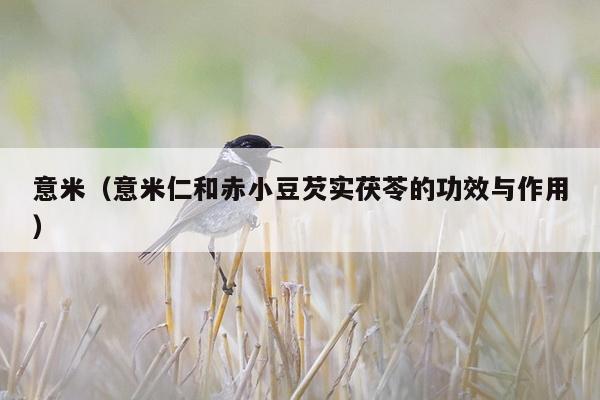 意米（意米仁和赤小豆芡实茯苓的功效与作用）