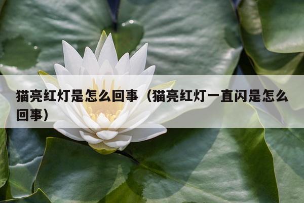 猫亮红灯是怎么回事（猫亮红灯一直闪是怎么回事）
