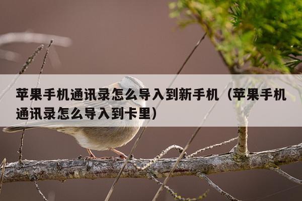 苹果手机通讯录怎么导入到新手机（苹果手机通讯录怎么导入到卡里）